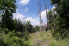 Wald Madfeld