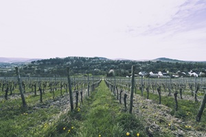 Blick auf Maringer Schweiz