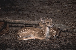 Wildpark MV Güstrow