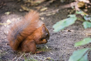 Wildpark MV Güstrow