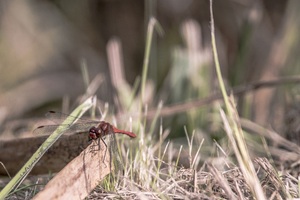 Wildpark MV Güstrow