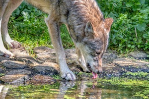 Wildpark MV Güstrow
