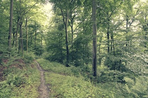 Wanderweg Mehringer Schweiz