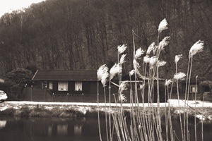 Teich Gras Mettelshahn
