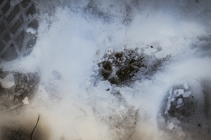 Abdruck Wolf Neuffener Schweiz