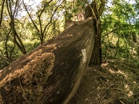 Umgestürzter Baum Nippeser Schweiz