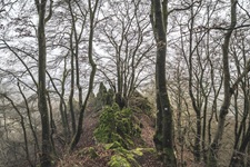 Felsen Moos Padberger Schweiz