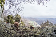 Blick in die Padberger Schweiz