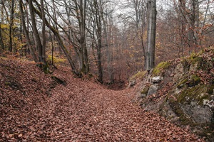 Thüringer Urwaldpfade