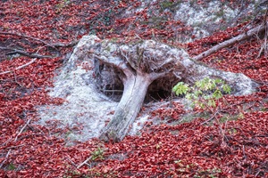 Baumstumpf Rüdigsdorfer Schweiz