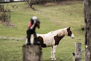 Pferd Rüdigsdorfer Schweiz