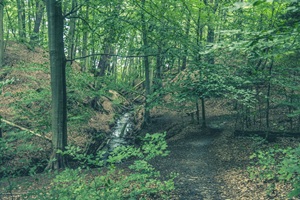 Wanderweg Ruppiner Schweiz