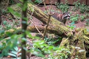 Tierpark Kunsterspring Waschbär Ruppiner Schweiz
