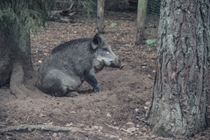 Wildschwein Ruppiner Schweiz