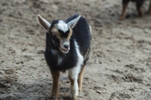 Tierpark Kunsterspring Ruppiner Schweiz