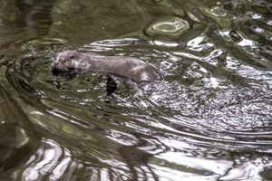 Ruppiner Schweiz Tierpark