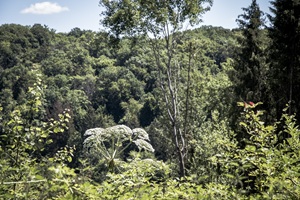 Aussicht Bergweiler