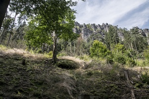 Felswand Sächsische Schweiz