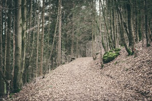 Wanderweg Schönecker Schweiz