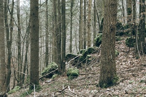 Landschaftschutzgebiet Schönecker Schweiz