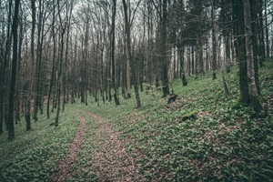 Bärlauch Schönecker Schweiz