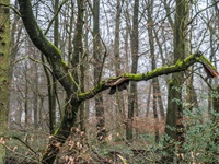 Wald Seppenrade