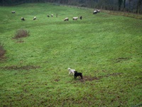 Schafe Seppenrade Tetekum