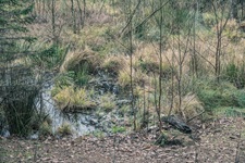 Sumpf Moor Stormarnsche Schweiz Lütjensee