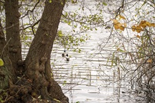 Enten Lütjensee
