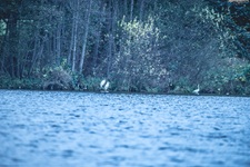 Reier Silbereier Lütjensee