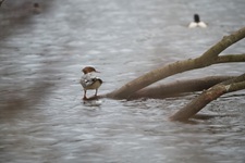 Ente Lütjensee