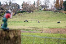 Pferde Stormarn Stormarnsche Schweiz