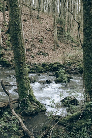 Alfbach Strohner Schweiz