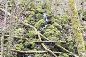 Strohner Schweiz Moos