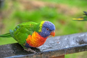 Lori Tierpark Suhl Suhler Schweiz