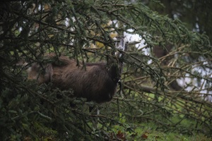 Tierpark Suhl Ziege