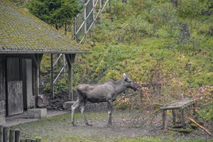 Elch Tierpark Suhl Suhler Schweiz