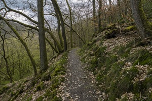 Wanderweg Trarbacher Schweiz