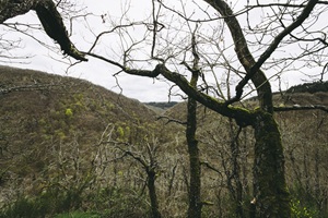 Aussicht Trarbacher Schweiz