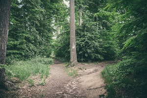 Wanderweg Trierer Schweiz