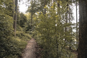 Wanderweg Trierer Schweiz