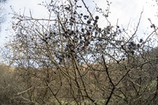 Strauch Trimbser Schweiz