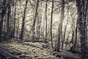 Naturbühne Tzschetzschnower Schweiz