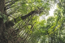Uriger Wald Unkeler Schweiz