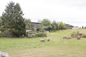 Schafe Usedomer Schweiz