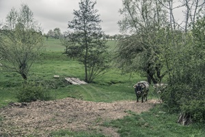 Kühe Utenbacher Schweiz
