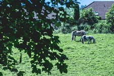 Pferde Westfälische Schweiz