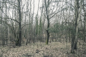 Wald Kleinste Schweiz